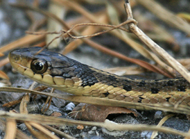 Common Garter Snake